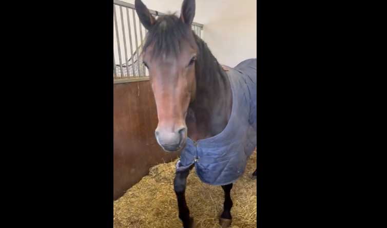 STALLRUNDA PÅ KÄMPARP I